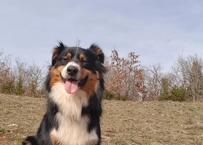 Ancienne Bergerie Du Viala - Silent Nature Tatil Evi Cornus
